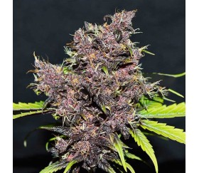 Purple Afghan Kush Auto de World of Seeds