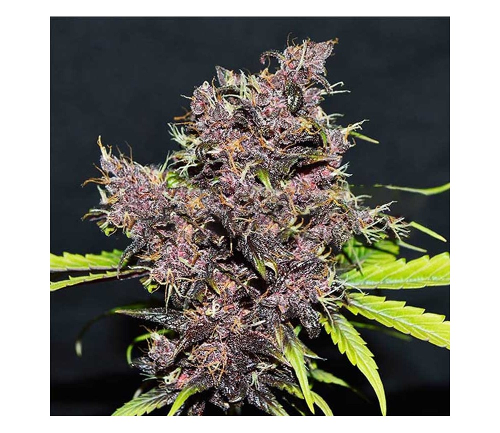 Purple Afghan Kush Auto de World of Seeds