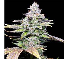 Wet Wet de Cookies Seeds Bank