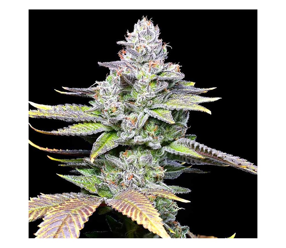 Wet Wet de Cookies Seeds Bank