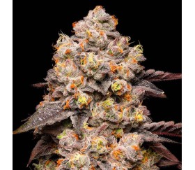 Dried Fruit de Cookies Seeds Banks