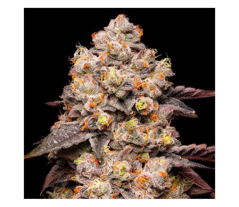 Dried Fruit de Cookies Seeds Banks