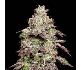 Fried Banana de Cookies Seeds Bank