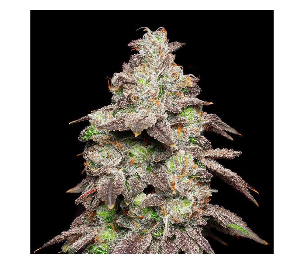 Fried Banana de Cookies Seeds Bank