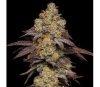 Big Z de Cookies Seeds Bank