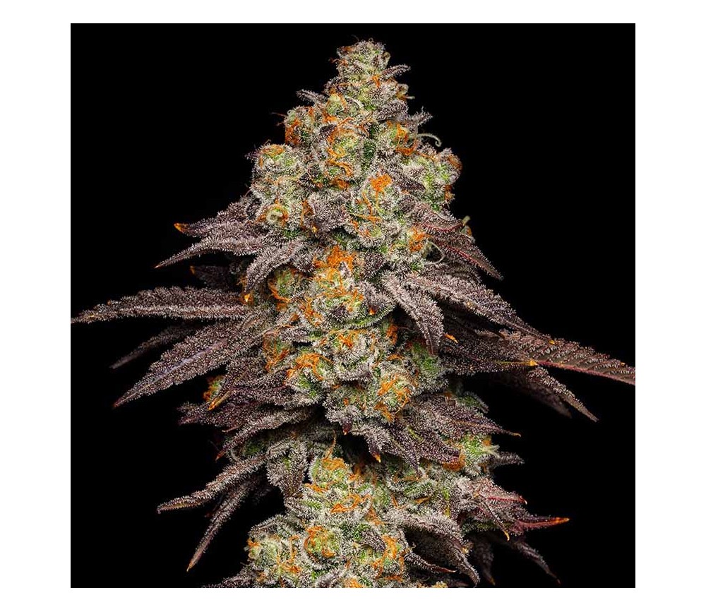 Big Z de Cookies Seeds Bank