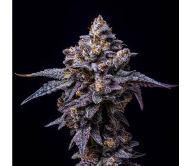 Hollywood de Cookies Seeds Bank