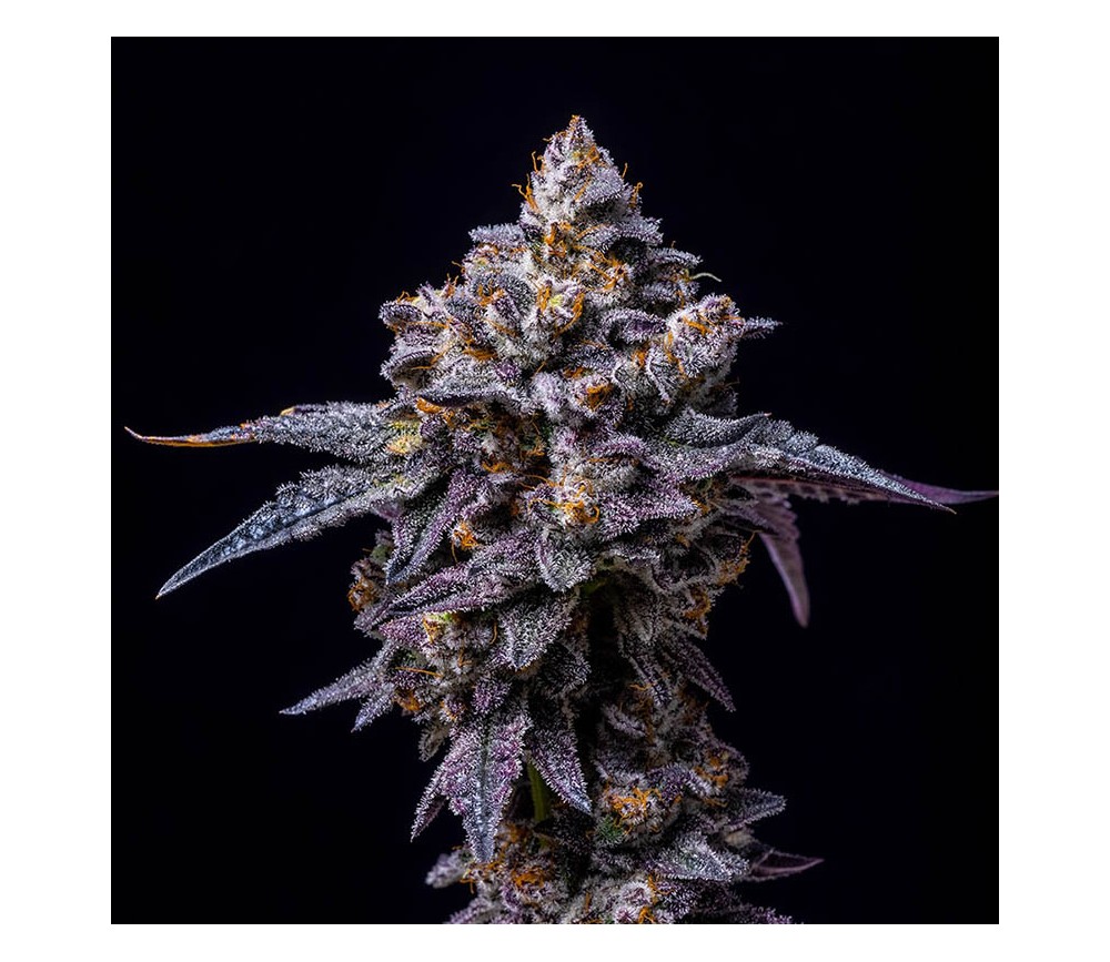 Hollywood de Cookies Seeds Bank