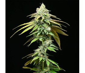 Motor City de Cookies Seeds Bank