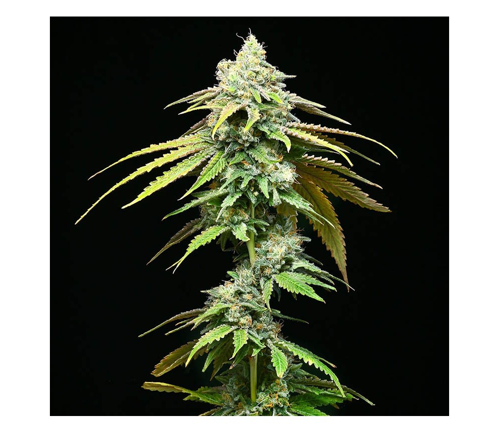 Motor City de Cookies Seeds Bank