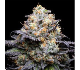 Double Sherb de Cookies Seeds Bank