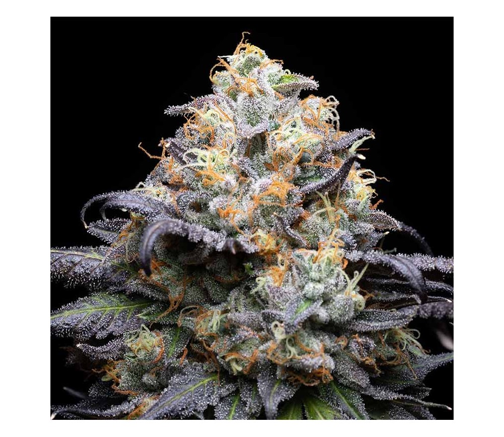 Double Sherb de Cookies Seeds Bank