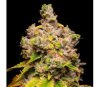 Lemon Cherry Sherb de Cookies Seeds Bank