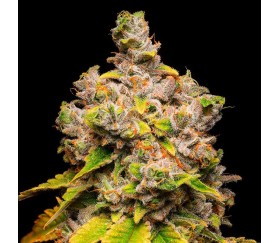 Lemon Cherry Sherb de Cookies Seeds Bank