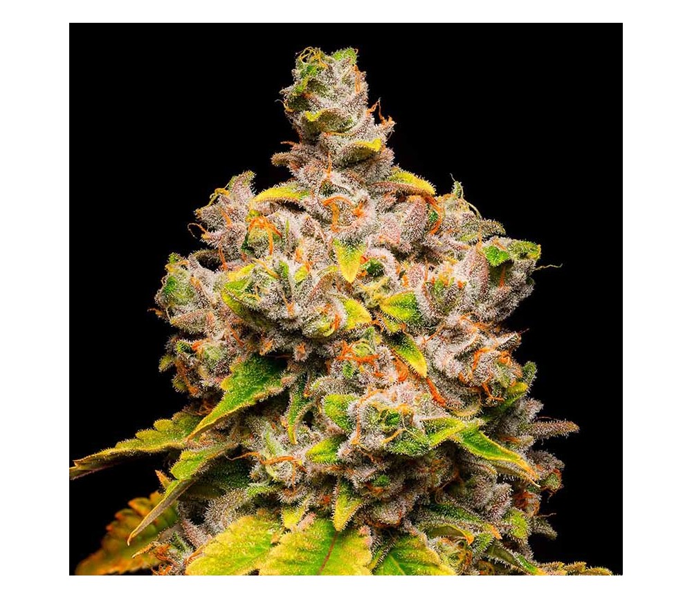 Lemon Cherry Sherb de Cookies Seeds Bank