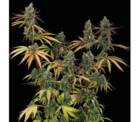 Sagrada Amnesia de Seedstockers