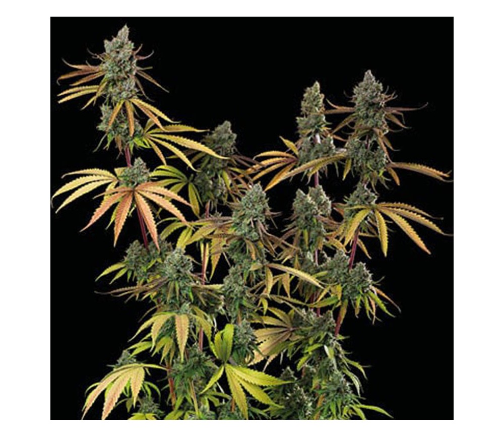 Sagrada Amnesia de Seedstockers