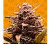 Blackwater de Original Sensible Seeds