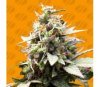 White Raspberry Truffle de Original Sensible Seeds