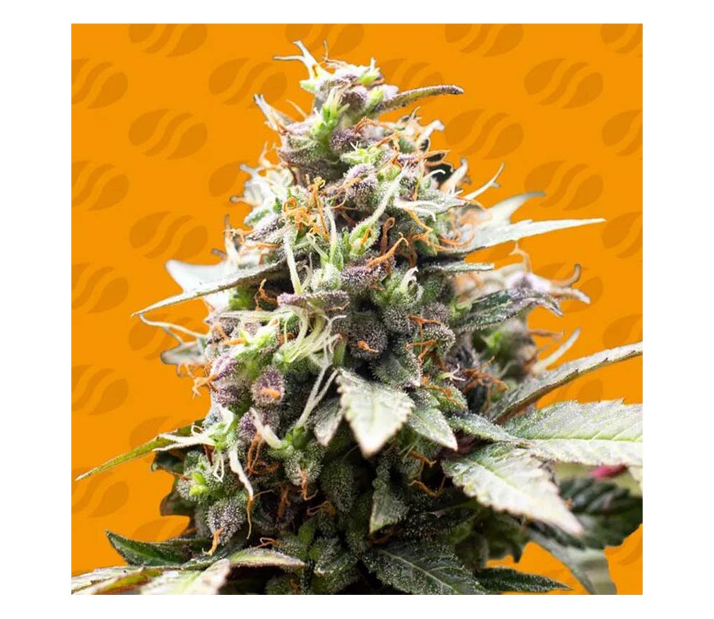 White Raspberry Truffle de Original Sensible Seeds