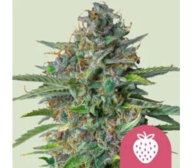 Strawberry Cough de Royal Queen Seeds