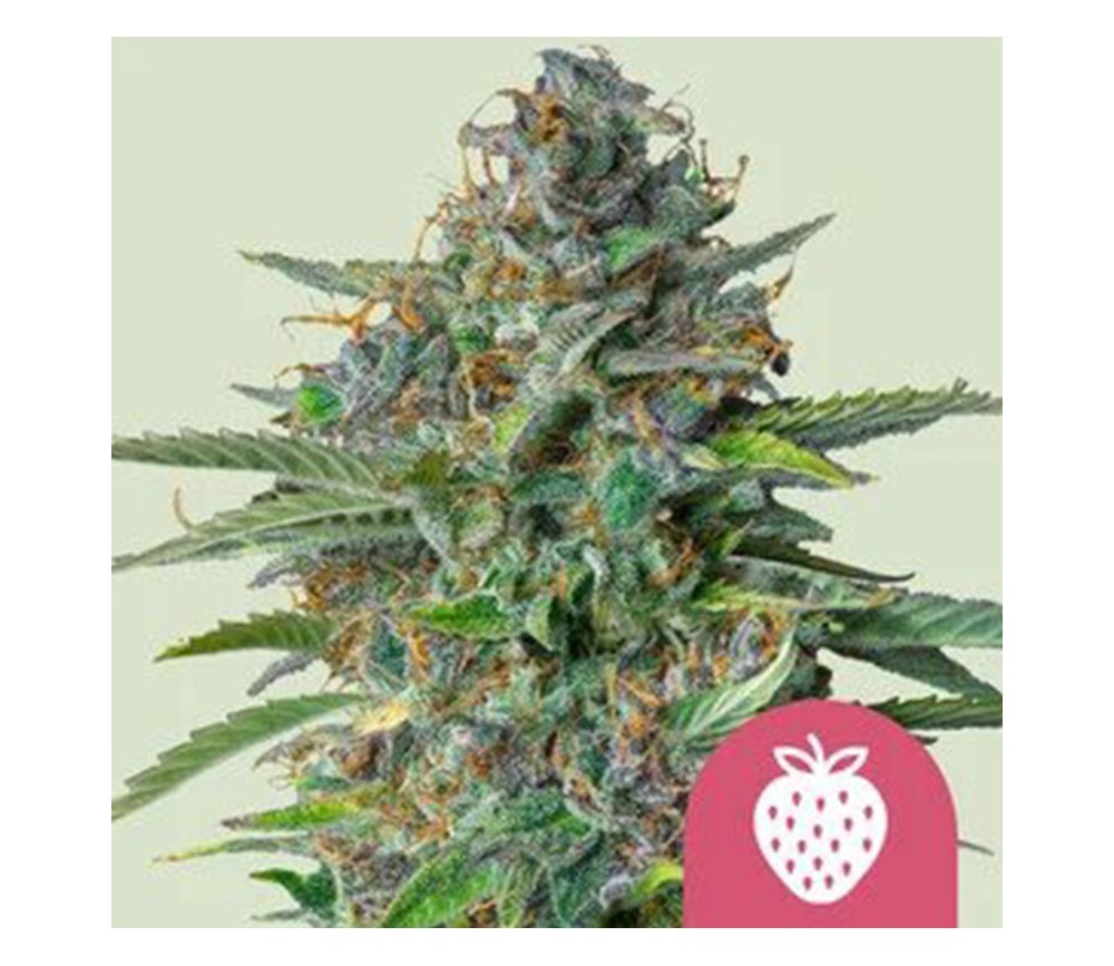 Strawberry Cough de Royal Queen Seeds