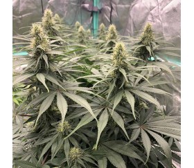 Strawberry Cough de Royal Queen Seeds