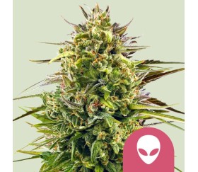 Alien OG de Royal Queen Seeds