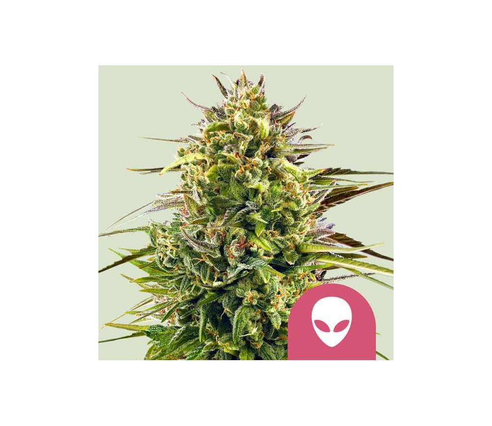 Alien OG de Royal Queen Seeds