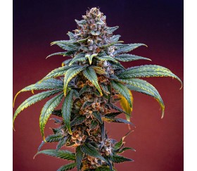 Alien OG de Royal Queen Seeds