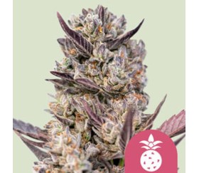 Tropicana Cookies Purple de Royal Queen Seeds