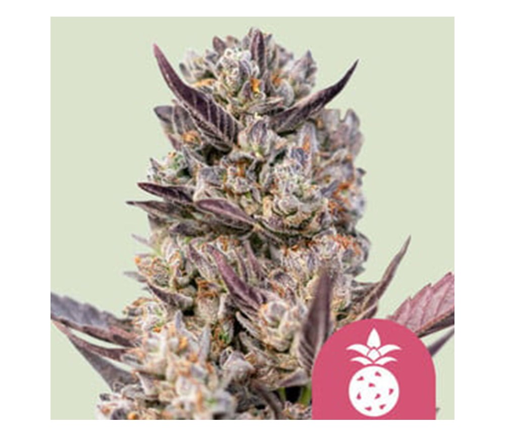 Tropicana Cookies Purple de Royal Queen Seeds