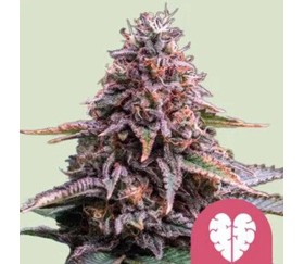 Pink Mist de Royal Queen Seeds