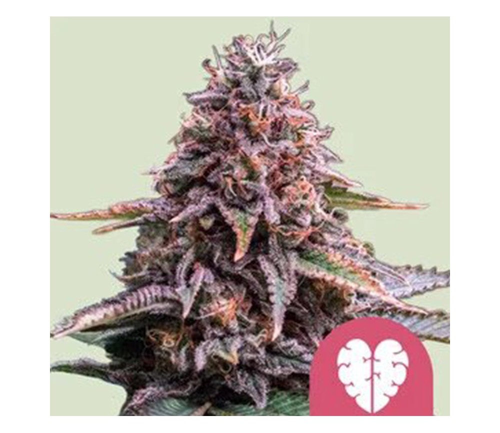 Pink Mist de Royal Queen Seeds