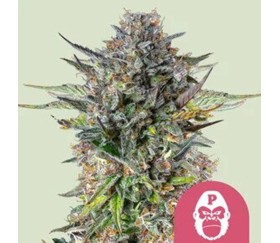 Gorilla Pink de Royal Queen Seeds