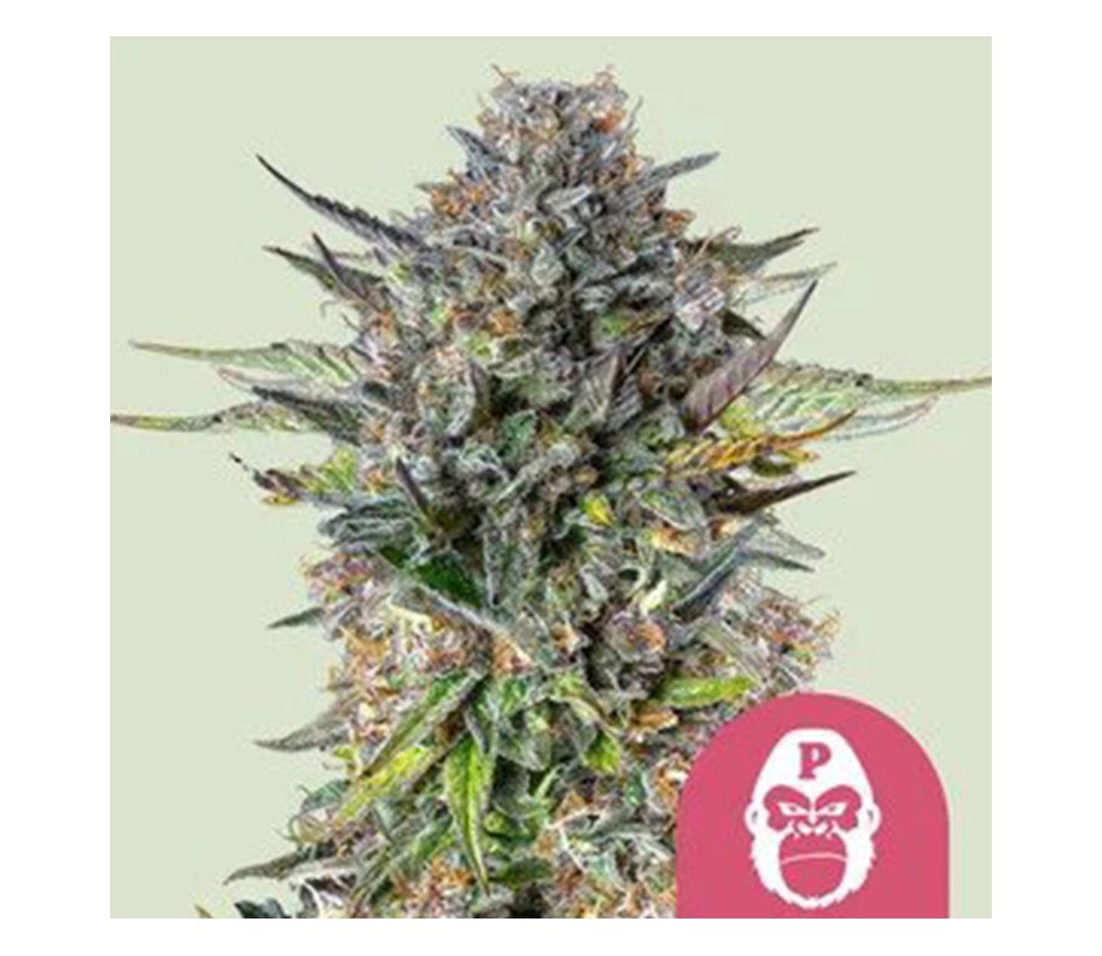 Gorilla Pink de Royal Queen Seeds