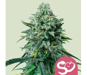 Forbidden Fruit de Royal Queen Seeds