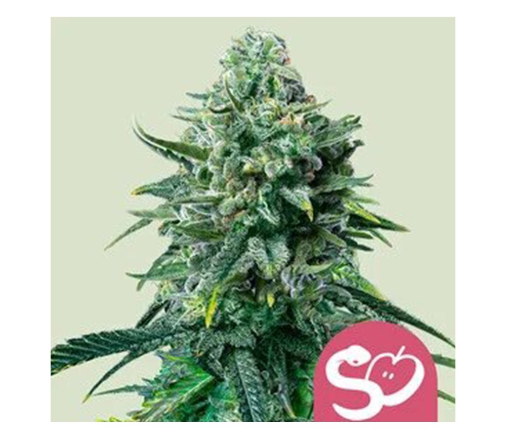 Forbidden Fruit de Royal Queen Seeds