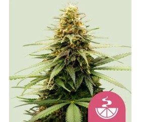 Lemon Skunk de Royal Queen Seeds