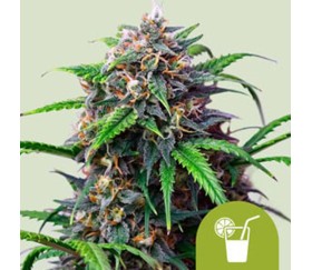 Purple Lemonade Auto de Royal Queen Seeds