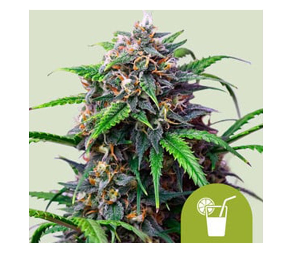 Purple Lemonade Auto de Royal Queen Seeds