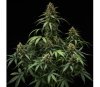 Purple Lemonade Auto de Royal Queen Seeds