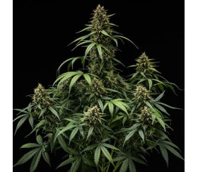 Purple Lemonade Auto de Royal Queen Seeds