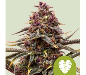 Pink Mist Auto de Royal Queen Seeds