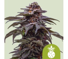 Tropicana Cookies Purple Auto de Royal Queen Seeds