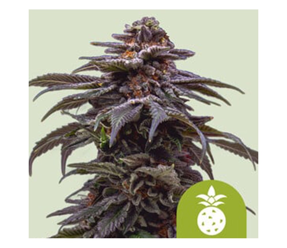 Tropicana Cookies Purple Auto de Royal Queen Seeds