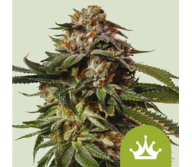 Special Queen 1 Auto de Royal Queen Seeds