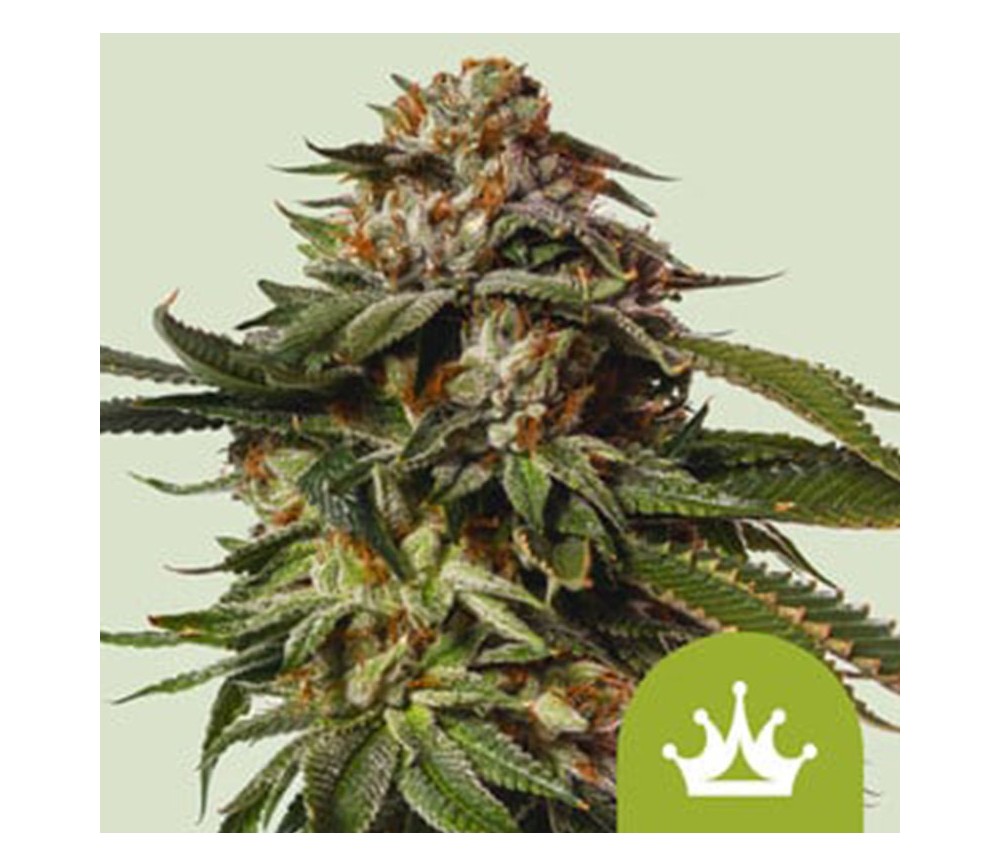 Special Queen 1 Auto de Royal Queen Seeds