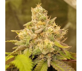 Rainbow Melon de Fast Buds