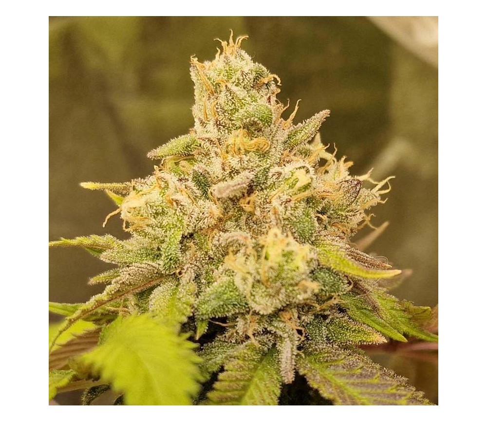 Rainbow Melon de Fast Buds